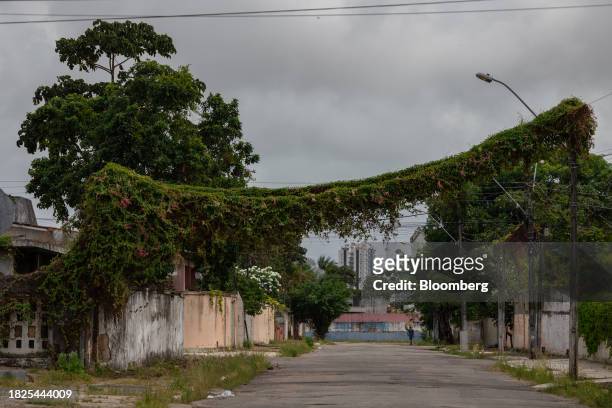 Vegetation grows on power line in an evacuated neighborhood located in an area at risk of ground sinking in Maceio, Alagoas state, Brazil, on Monday,...