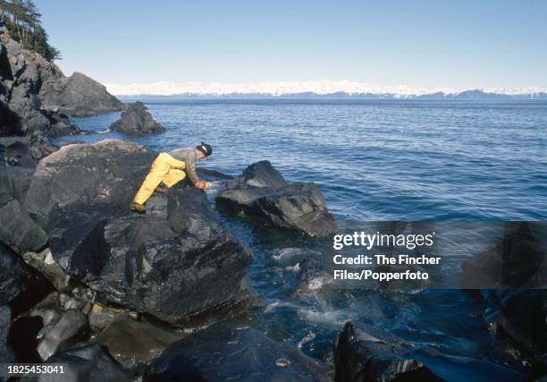 Clean-up operations following the ecological disaster caused by the oil spill from the tanker Exxon Valdez when it ran aground on Bligh Reef in...