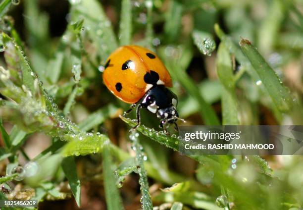 Ladybug licks dew drops as it sits on the grass on the eve of World Water Day in Islamabad, 21 March 2006. Pakistani President Pervez Musharraf said...