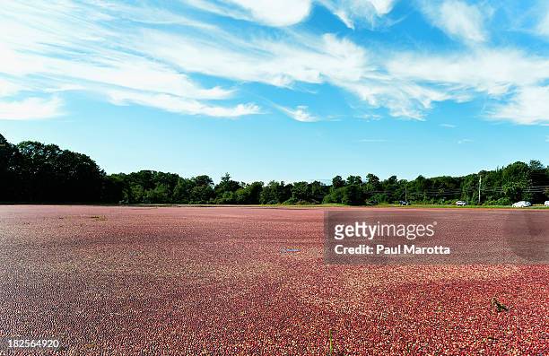 General view of a cranberry bog ready for harvest in Sandwich, MA on Cape Cod on September 16, 2013 in Sandwich, MA.