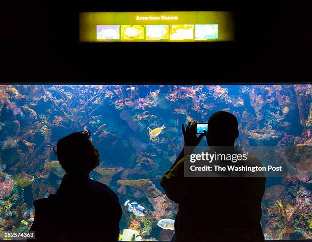 Lulu Bright and Marshall Williams, Jr. Take pix of American Samoa fish at the last day of the National Aquarium's DC branch in Washington, DC on...
