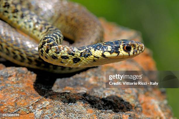 green whip snake (hierophis viridiflavus) - rossiglione stock pictures, royalty-free photos & images