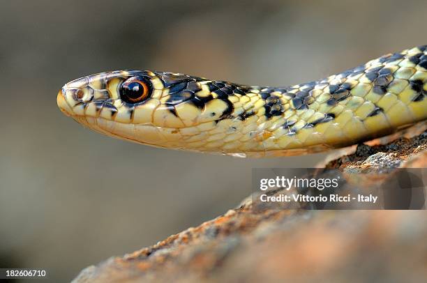 green whip snake(hierophis viridiflavus) - rossiglione stock pictures, royalty-free photos & images