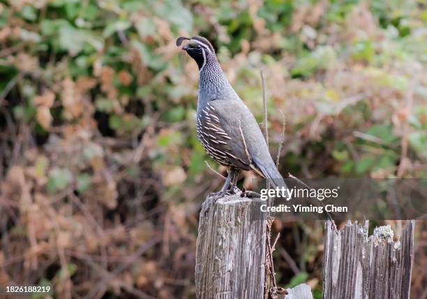 675 Quail Feathers Stock Photos, High-Res Pictures, and Images - Getty  Images