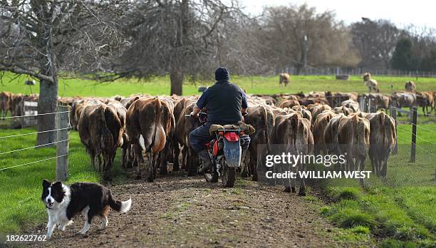 This photo taken on August 11, 2013 shows a farmhand herding cows to the milking shed on a dairy farm near Cambridge in New Zealand's Waikato region,...