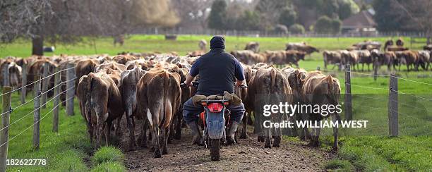 This photo taken on August 11, 2013 shows a farmhand herding cows to the milking shed on a dairy farm near Cambridge in New Zealand's Waikato region,...