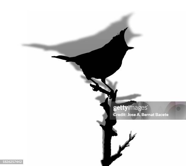 vector illustration of silhouette of a bird perched on a branch on a white background. - plant vector stock pictures, royalty-free photos & images