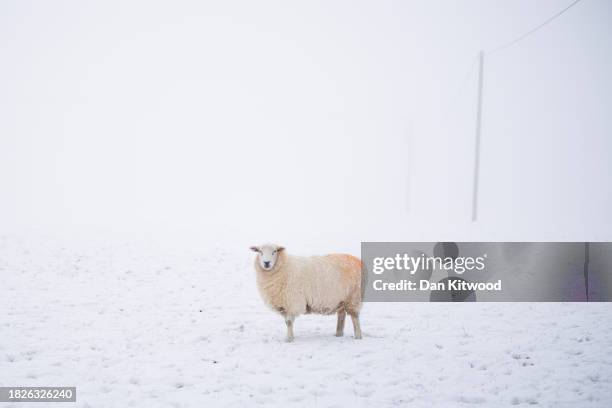 Sheep stands in a snow covered field on December 02, 2023 in the Kent Downs, United Kingdom. The UK Met Office have warned of snow, ice and freezing...