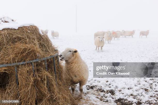 Sheep stand in a snow covered field on December 02, 2023 in the Kent Downs, United Kingdom. The UK Met Office have warned of snow, ice and freezing...