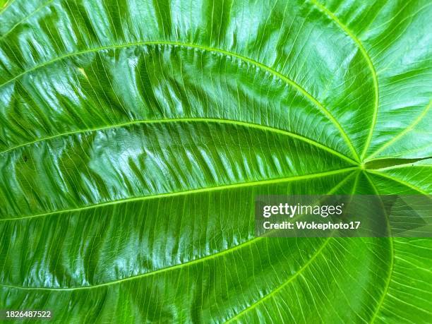 Laf Pattern 15 Linear Leaf Pattern Stock Photos, High-Res Pictures, and Images ...