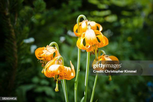 downton creek hike - tiger lily flower foto e immagini stock