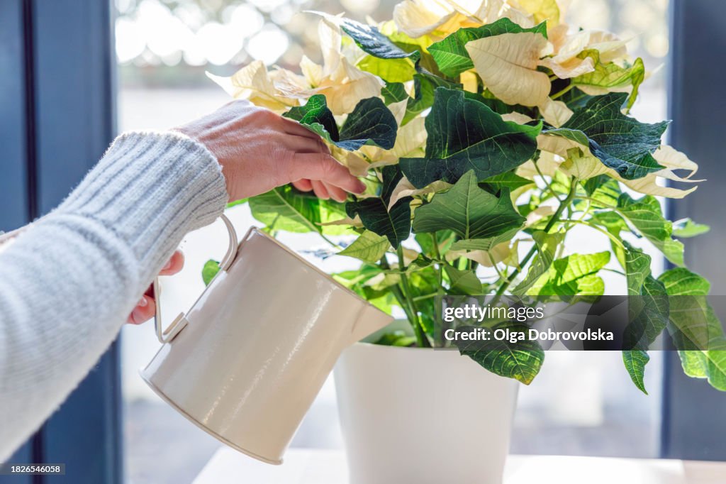 A woman watering a white poinsettia potted plant from a tin watering can