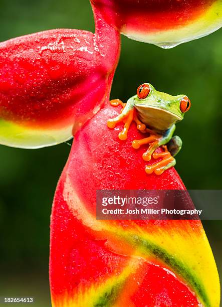 tropical red-eyed tree frog (agalychnis callidryas) on heliconia plant - hawaiian heliconia stock pictures, royalty-free photos & images
