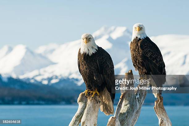 bald eagle (haliaeetus leucocephalus) - homer alaska stock pictures, royalty-free photos & images
