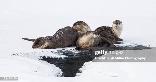 north american river otter (lontra canadensis) - lontra stock pictures, royalty-free photos & images