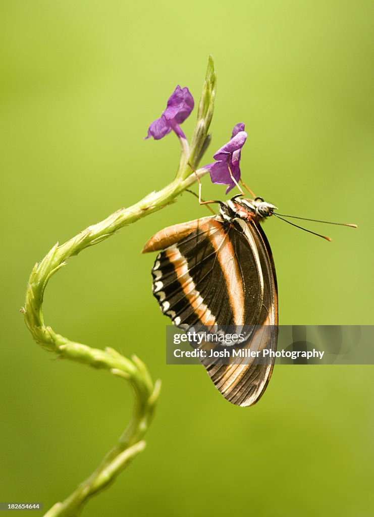 Banded Tiger Butterfly (Dryadula phaetusa)