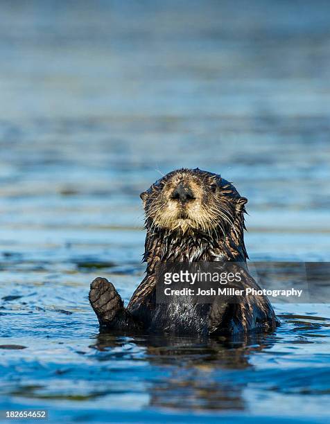 sea otter (enhydra lutris) - sea otter stock pictures, royalty-free photos & images