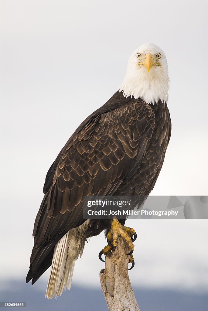 Bald Eagle (Haliaeetus leucocephalus)