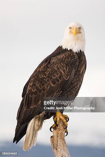 bald eagle (haliaeetus leucocephalus) - perch stockfoto's en -beelden
