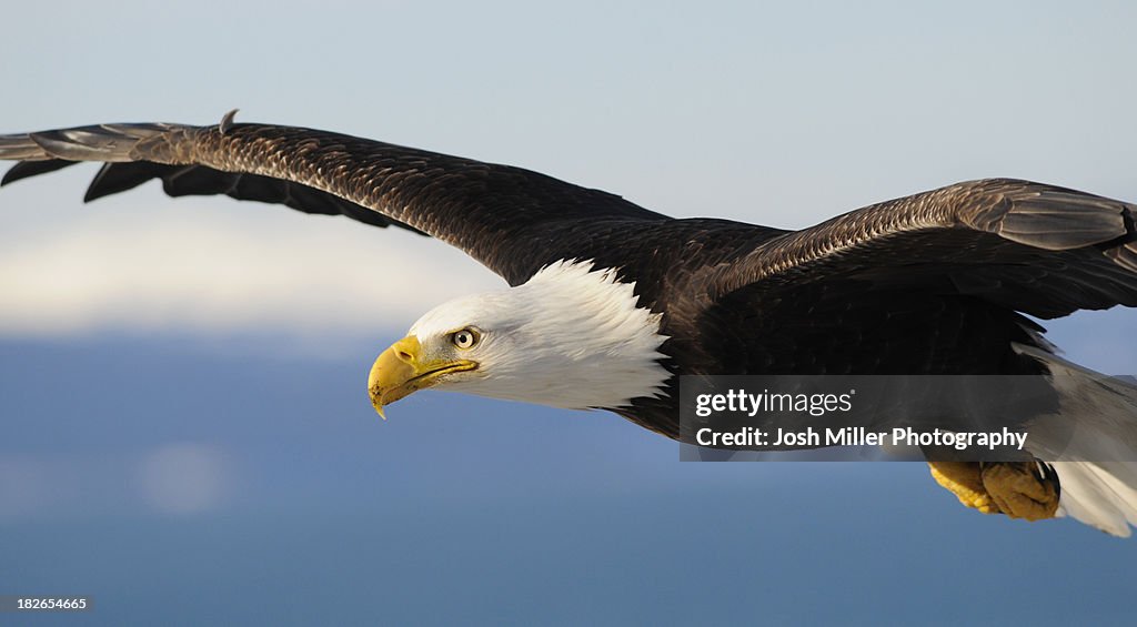 Bald Eagle (Haliaeetus leucocephalus)