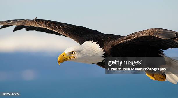 bald eagle (haliaeetus leucocephalus) - homer south central alaska stock pictures, royalty-free photos & images