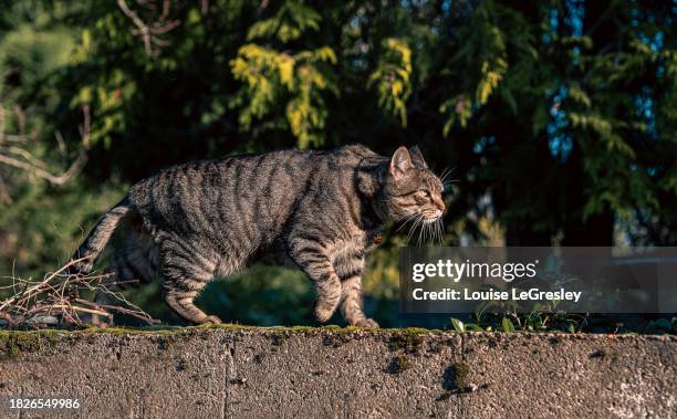 beautiful tabby cat walking along a stone wall - cat walking stock pictures, royalty-free photos & images