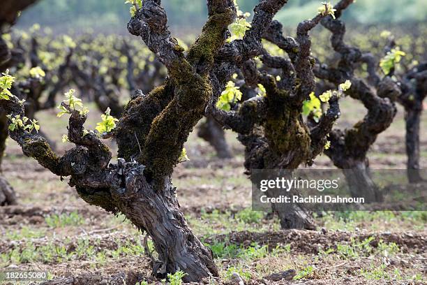 old vine zinfandel grows in a vineyard in the dry creek valley appellation of the sonoma wine country in the spring near healdsburg, ca. - vine plant stock pictures, royalty-free photos & images