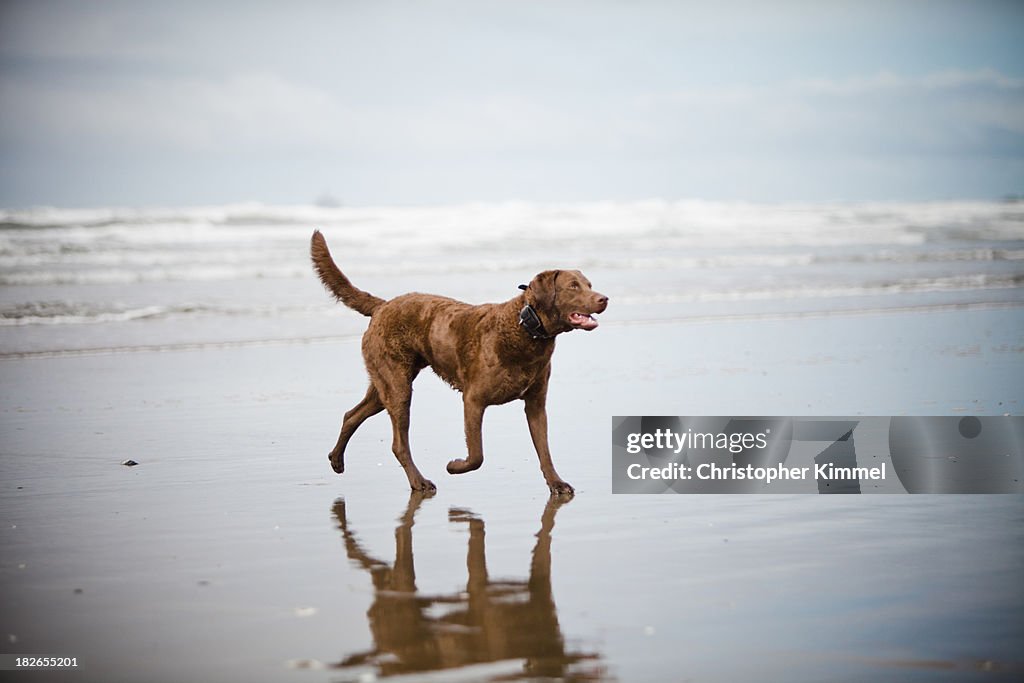 A dog walks across a sandy beach.