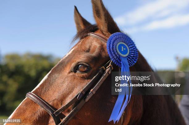 horse wearing blue ribbon - evento ecuestre fotografías e imágenes de stock