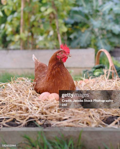 chicken sitting with eggs in nest - free range chicken egg stock pictures, royalty-free photos & images