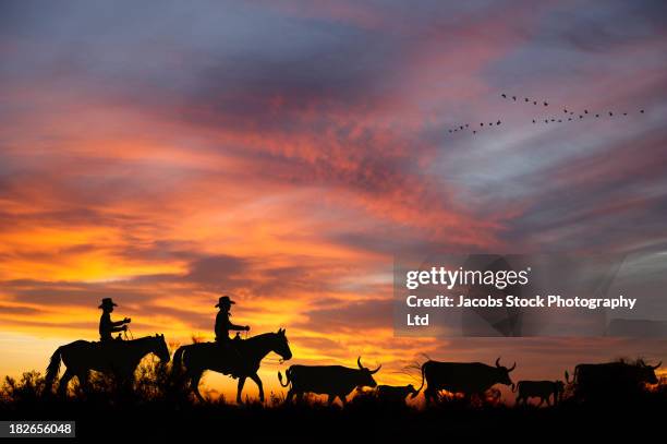 silhouette of cowboys herding steer, boise, idaho, united states - boise stock pictures, royalty-free photos & images