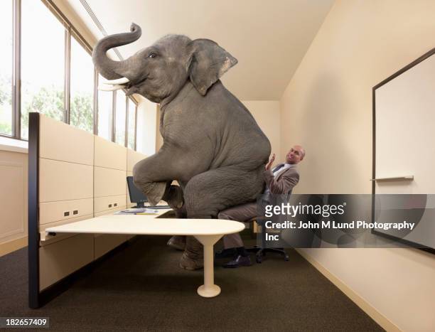 elephant sitting on mixed race businessman's lap - elefant stock-fotos und bilder