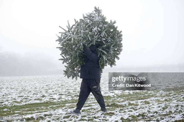 James O'Brien carries a Christmas tree across a snow covered field after cutting it down at Mill Farm on December 02, 2023 in Bodsham, United...