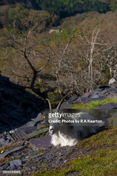 wild mountain goat at dinorwig quarry, snowdonia, north wales - dinorwic quarry stock pictures, royalty-free photos & images