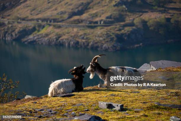 wild mountain goats at dinorwig quarry, snowdonia, north wales - flehmen behaviour foto e immagini stock