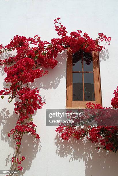 red buganvília escalada branco contra a parede de uma casa. - buganvília imagens e fotografias de stock