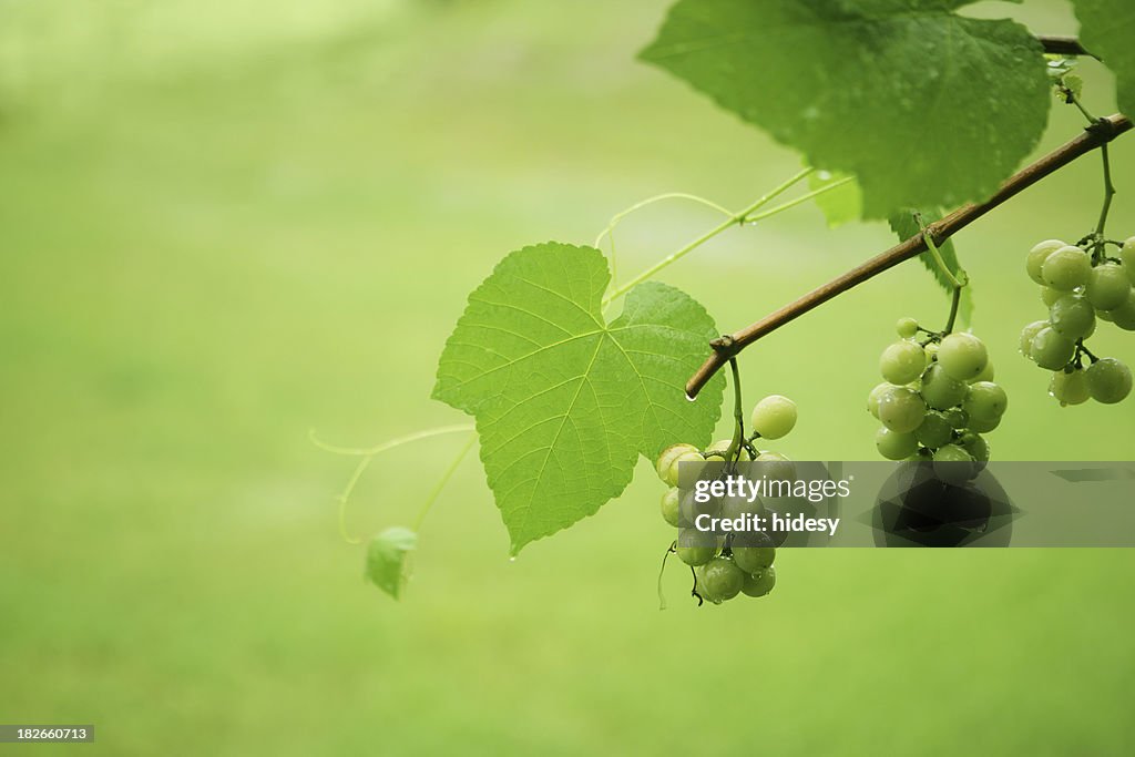 Along the Grape Vine