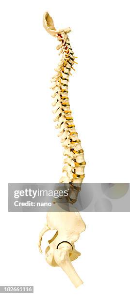 spinal column - column isolated stock pictures, royalty-free photos & images