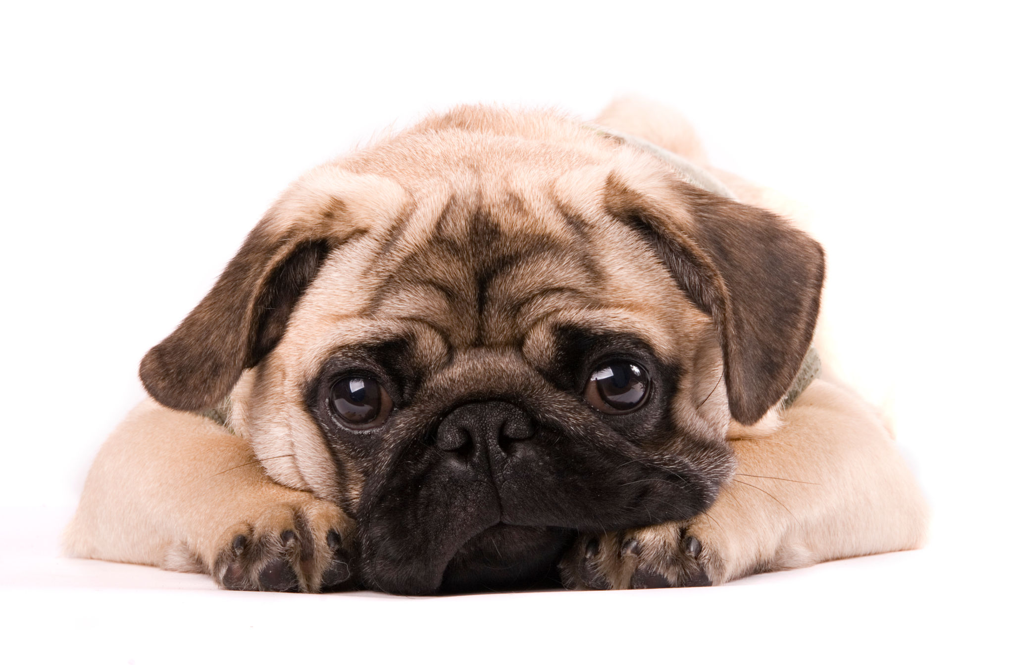 Pug Puppy Pug Puppy