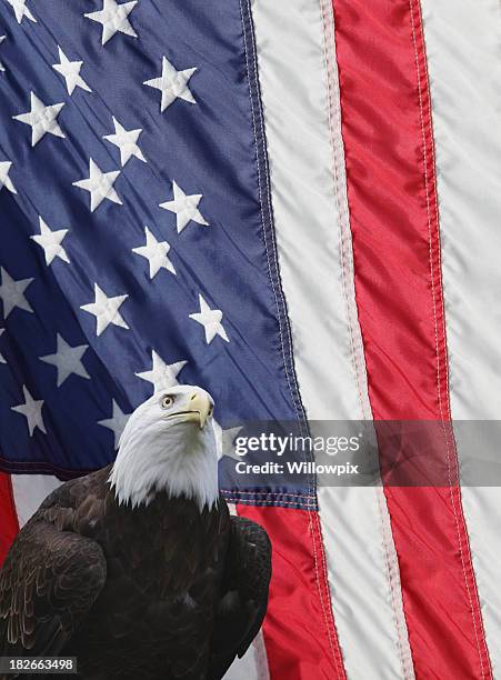 bald eagle american flag vertical background - bald eagle with american flag stockfoto's en -beelden