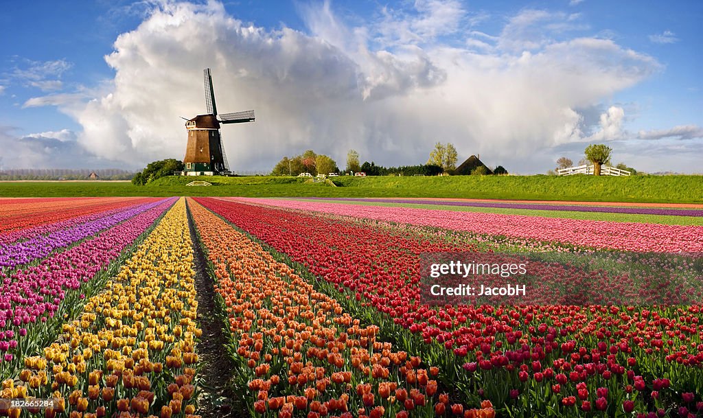 Dutch Spring Farming Typical Dutch Spring Landscape High-Res Stock Photo - Getty Images