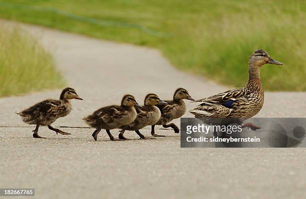 mumma duck and kids - duckling stockfoto's en -beelden
