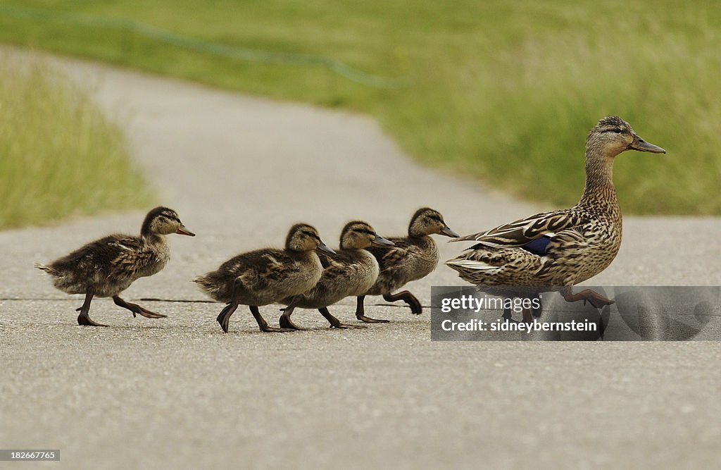 Mumma duck and kids