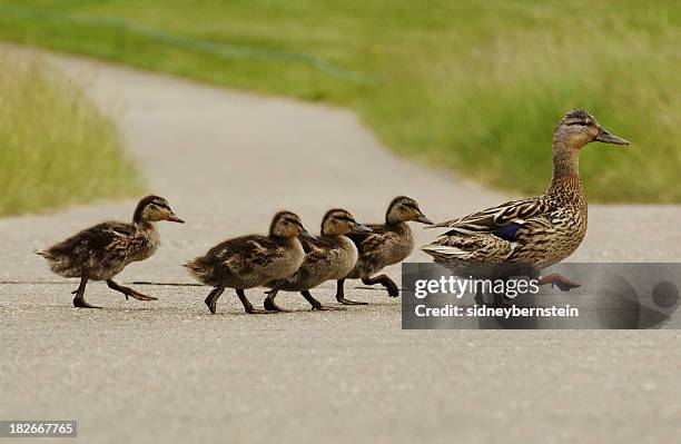 mumma duck and kids - crossed bildbanksfoton och bilder