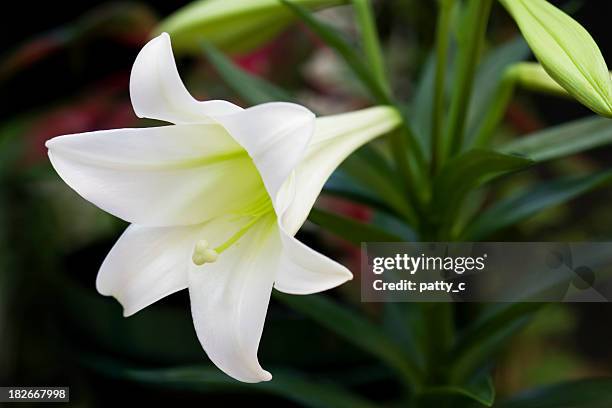 easter lily - easter lily stock pictures, royalty-free photos & images