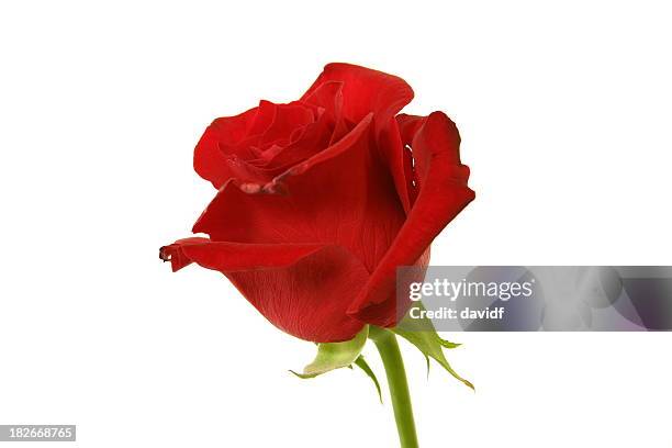 Long Red Roses Line 72 Long Stem Red Rose Stock Photos, High-Res Pictures, and Images ...