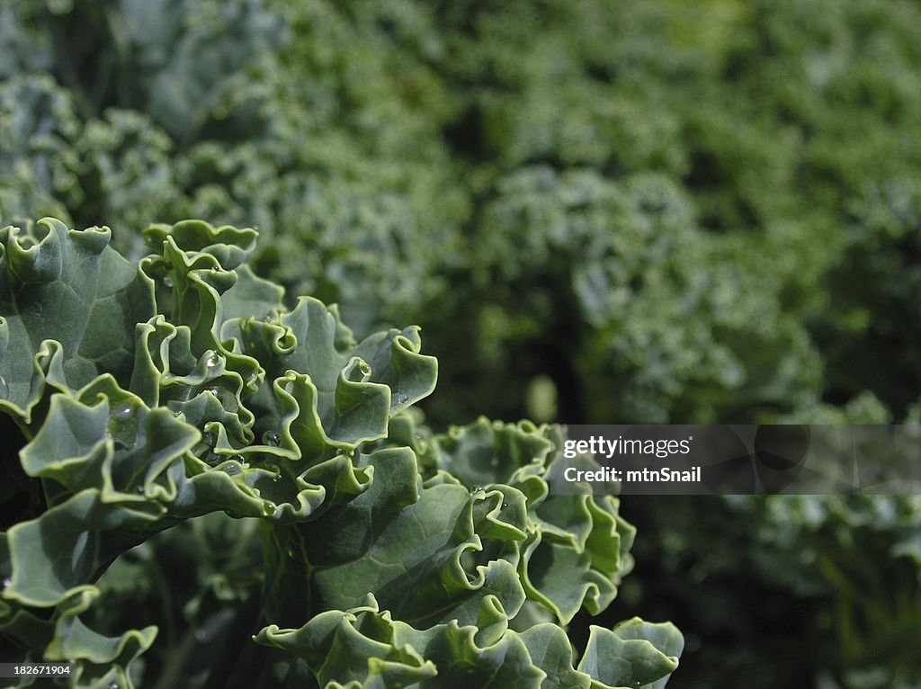 Garden Greens