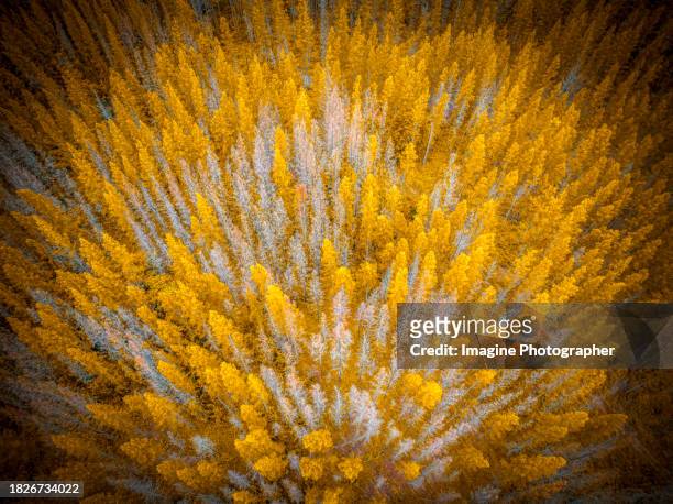 aerial view, pine forest and yellow trees in nature autumn leaves changing color in forest. - farbe ändern stock-fotos und bilder