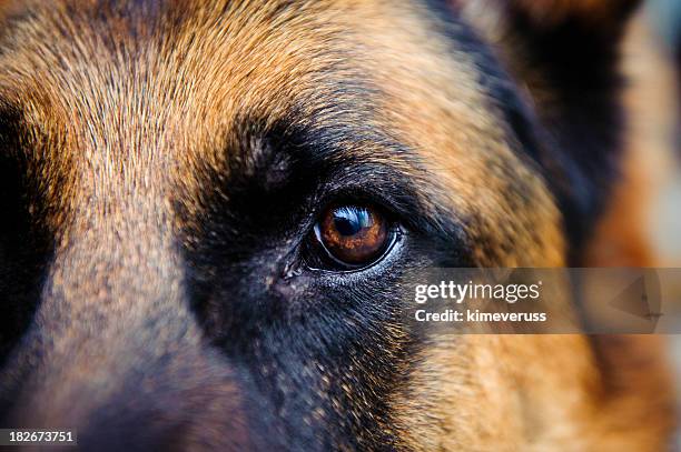 close-up of german shepard brown eye looking straight at us - duitse herder stockfoto's en -beelden