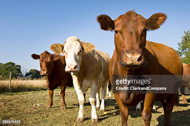 simmental and  aberdeen angus cow's in the field. - aberdeen angus cattle stock pictures, royalty-free photos & images